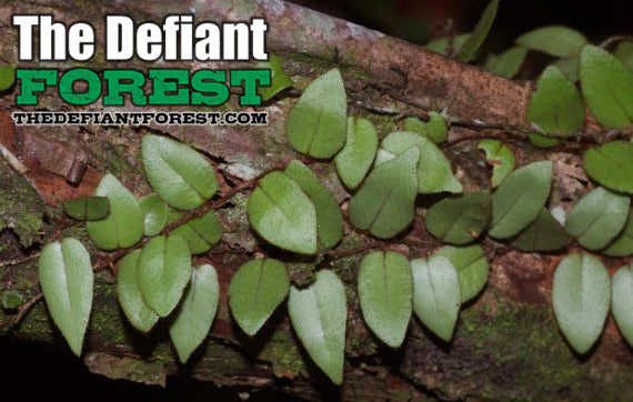 Micro Ferns Neotropical Creeping Micro-Ferns, Microgramma reptans – The Defiant Forest