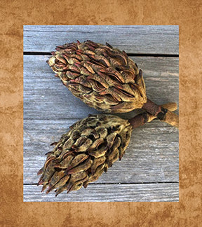 Vivarium Naturals Brand - Premium Magnolia Pods