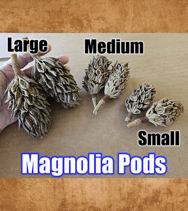 Vivarium Naturals Brand - Premium Magnolia Pods