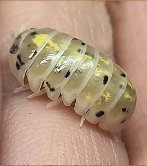 Magic Potion Isopod, Armadillidium vulgare