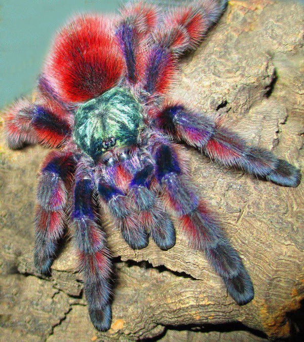 Martinique Pink Toe Tarantula, Caribena versicolor