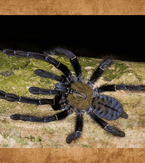 Malaysian Earth Tiger Tarantula, Omothymus schioedtei