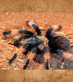 Mexican Blood Leg Tarantula, Brachypelma emilia