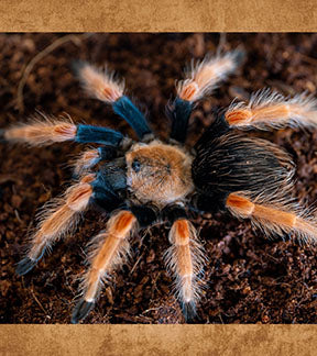 Mexican Fire Leg Tarantula, Brachypelma boehmei $45.00