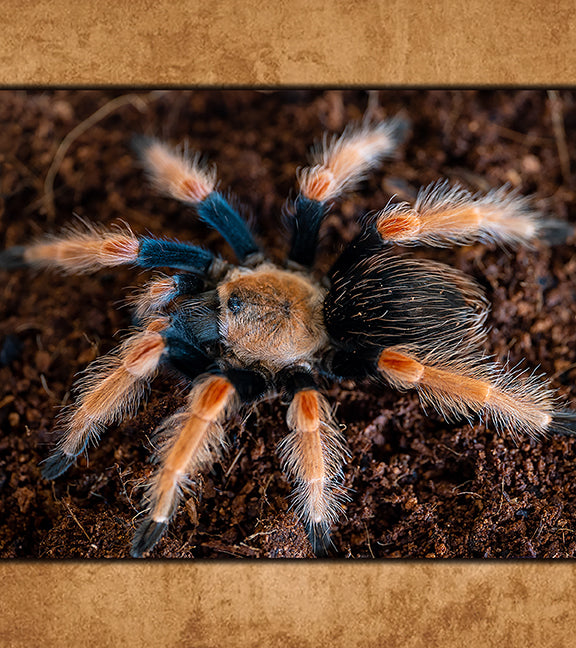 Buy Tarantulas Online (Captive-Bred, Fast Shipping) | Defiant