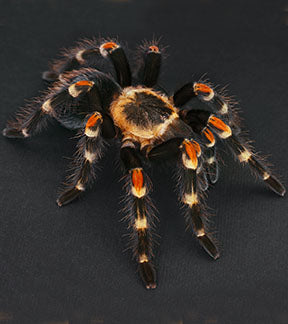 Mexican Flame Knee Tarantula, Brachypelma auratum