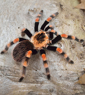 Mexican Giant Red Knee Tarantula, Brachypelma smithi