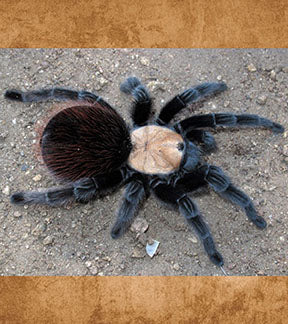 Mexican Golden Red Rump Tarantula, Brachypelma albiceps