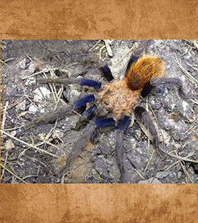 Mexican Papalutla Tarantula, Bonnetina papalutlensis