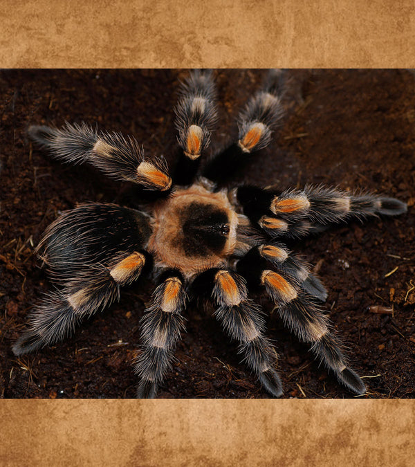 Mexican Red Knee Tarantula, Brachypelma hamorii