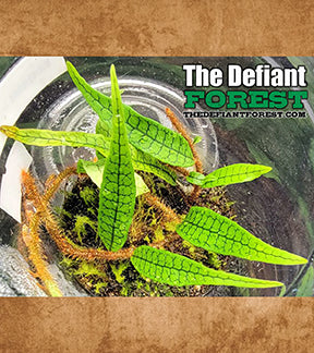 Micro Ferns Live Mini Vines & Terrarium Plants for Indoor Gardens - The Defiant ...