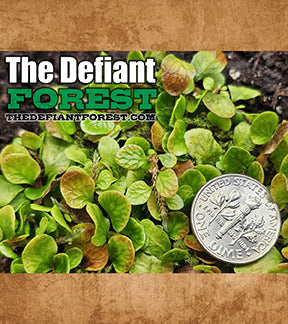 Caribbean Micro-Fern, Microgramma heterophylla