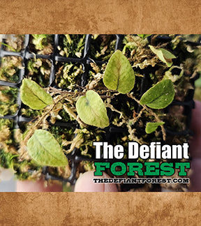 Neotropical Creeping Micro-Ferns, Microgramma reptans