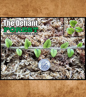 Mini Creeping Vine Fern, Microgramma vaccinifolia