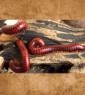 Mozambique Fire Millipedes, Centrobolus splendidus