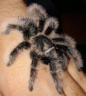 Nicaraguan Curly Hair Tarantula, Tliltocatl albopilosus
