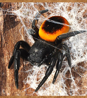 Orange Ring Ladybird Velvet Spiders, Eresus Walckenaeri