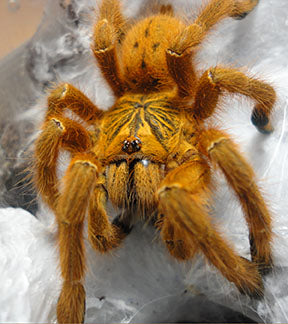 Orange Baboon Tarantula, Pterinochilus murinus