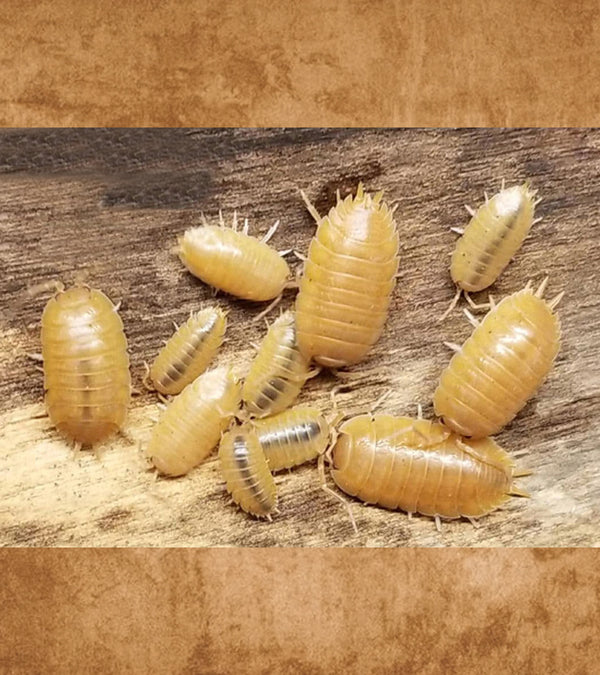 Orange Cows, Porcellio laevi