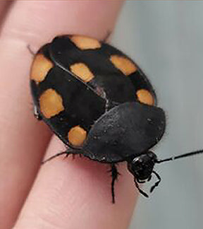 Orange Spotted Domino Roach Nymphs, Therea regularis