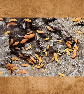 Neon Orange Springtails, Yuukianura aphorurroides - Live Springtail Clay Culture Seeding Discs