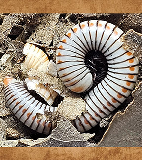 ORANGE Spotted White Tree Millipede, Anadenobolus arboreus gundlachi
