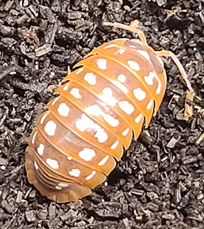 Spotted Orange Isopod, Armadillidium werneri
