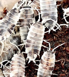Powder Oreo Crumble Isopods, Porcellionies pruinosus