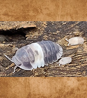 Panda Isopods, Cubaris sp.