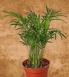 Parlor Palm, Chamaedorea elegans