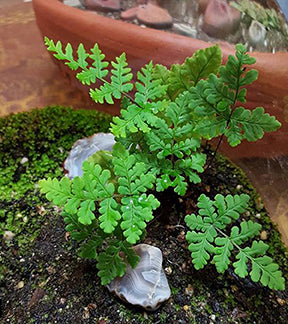 Goldback Fern, Petagramma triangularus