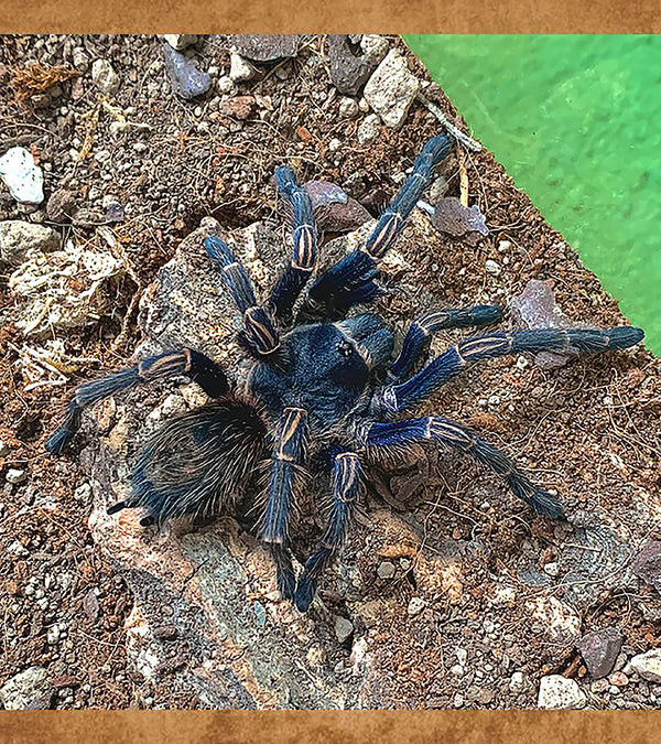 Peruvian Blue Zebra, Thrixopelma longicolli