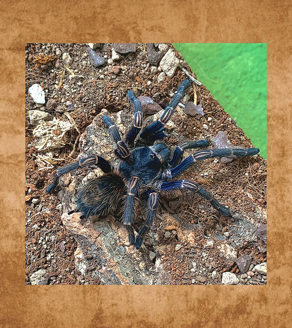 Peruvian Blue Zebra, Thrixopelma longicolli