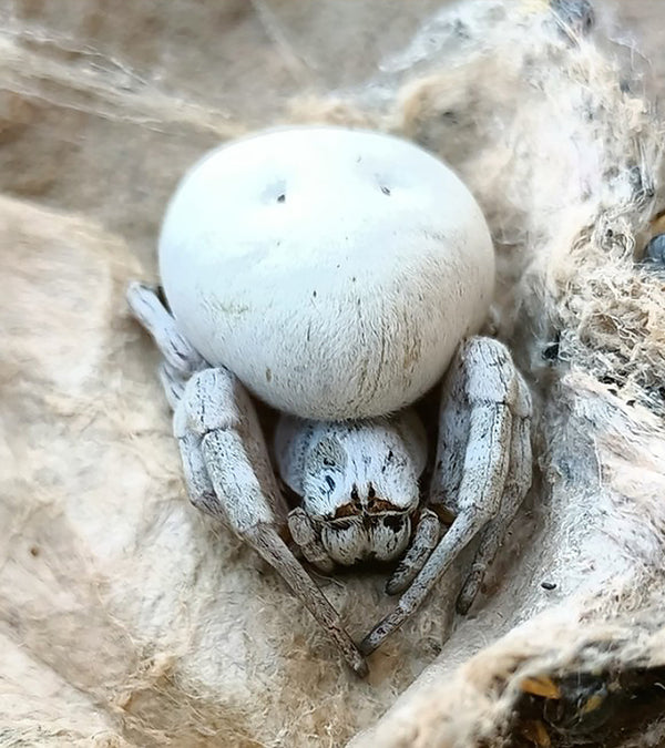 Pink Velvet Spider, Stegodyphus dufouri