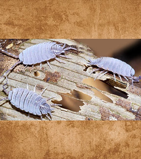 Powder Blue Isopods