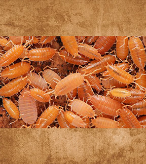 Powder Orange Isopods, Porcellionides pruinosus