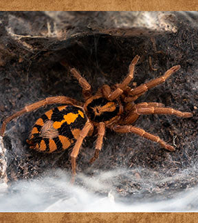 Pumpkin Patch Tarantula, Hapalopus sp. Colombia Large