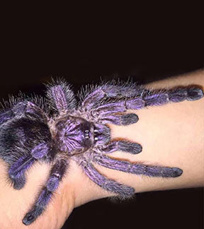 Purple Pink Toe Tarantula, Avicularia purpurea