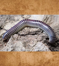 Purple Ivory Millipedes, Chicobolus spinigerus - 2 Count - $20.00 / $10.00 ea.