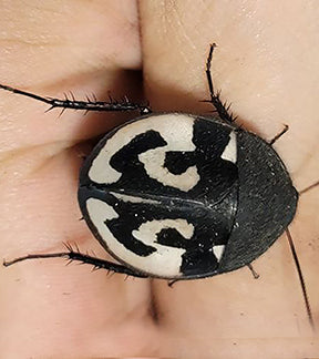 Question Mark Roach Nymphs, Therea olegrandjeani