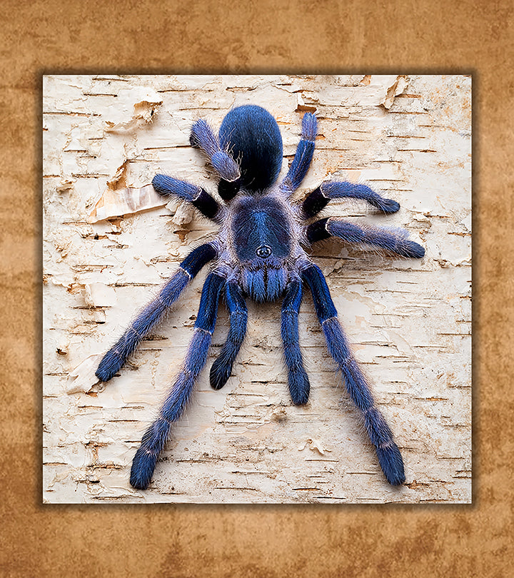 Buy Tarantulas Online (Captive-Bred, Fast Shipping) | Defiant