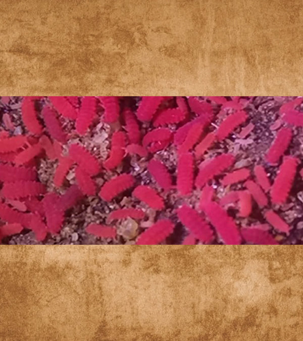 Thai Red Springtails, Lobella sp. - Mini Clay Cultures