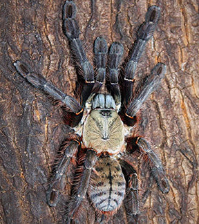 Sarawak Red Tiger Tarantula, Phormingochilus everetti