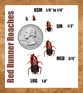 Feeder Red Runner Roaches