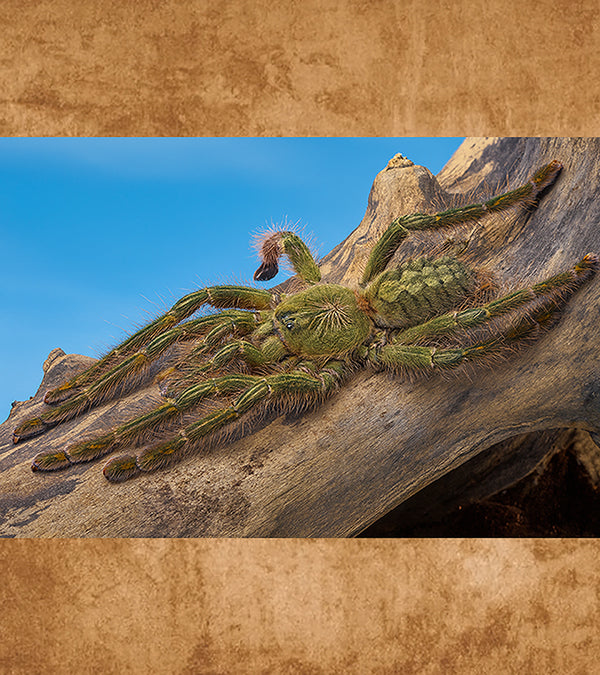 Giant Red Slate Tarantula, Poecilothheria rufilata