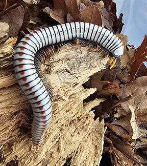 RED Spotted White Tree Millipede, Anadenobolus arboreus gundlachi