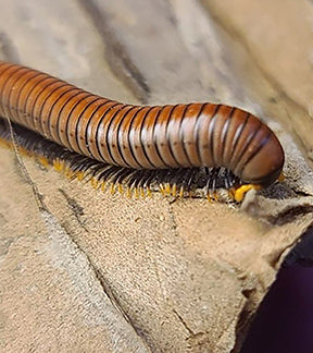 Red Tree Millipede, Anadenobolus arboreus