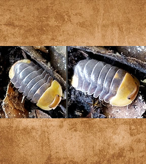 Rubber Ducky Isopod, Cubaris sp.