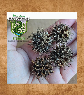Sweet Gum Tree Pods