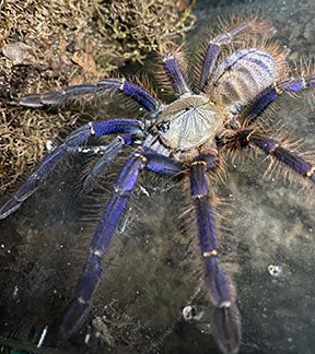 Sabah Blue Earth Tiger Tarantula, Phormingochilus sp